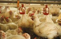 Decreto do Governo ajuda o setor de avicultura em Mato Grosso do Sul