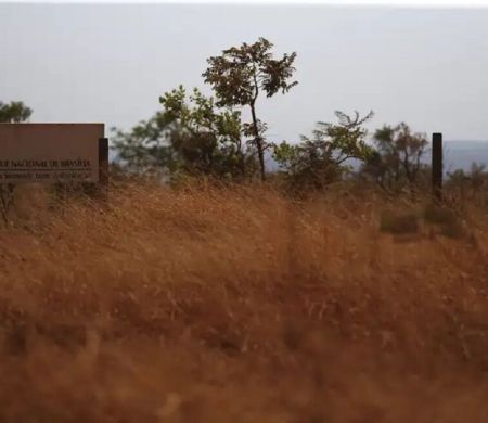 Pesquisa revela que o cerrado perdeu 28% da vegetação nativa em 40 anos