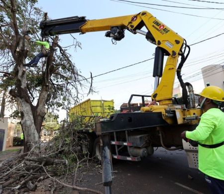 Prefeitura vai doar lenha e restos de árvores em Dourados