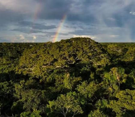 Queda no desmatamento puxou redução de 16,7% nas emissões do Brasil 