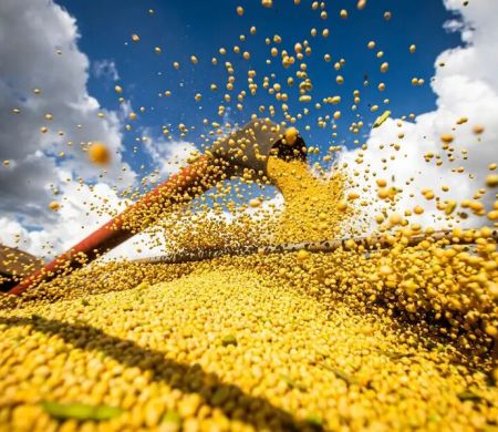 Colheita estimada é de 354,8 milhões de toneladas de grãos