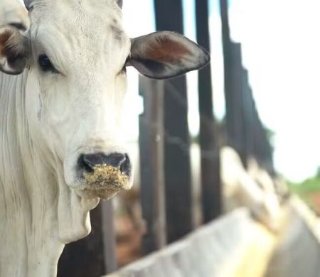 Embrapa lança selo para certificar carne bovina sustentável