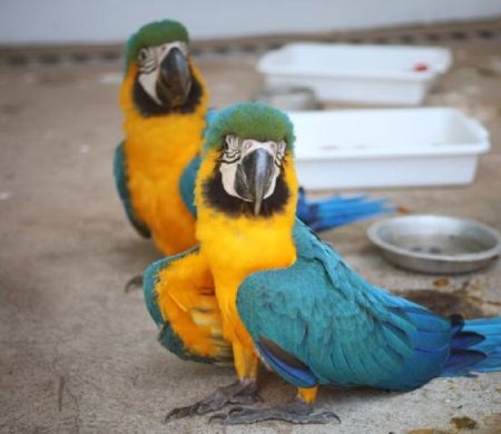 Três Lagoas inaugura centro de triagem de animais silvestres  