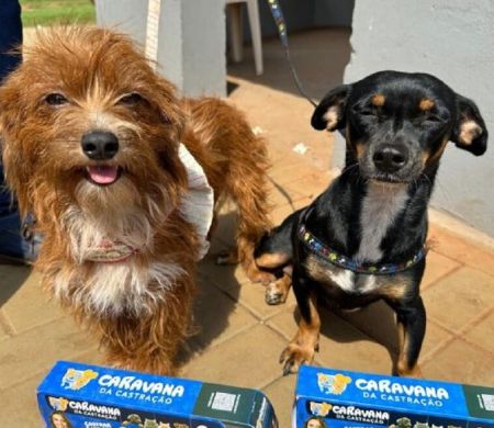 Ano se encerra com mais de 16 mil animais castrados e avanços históricos