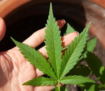 Regras para produção de cannabis no país é analisada pela Anvisa&nbsp;