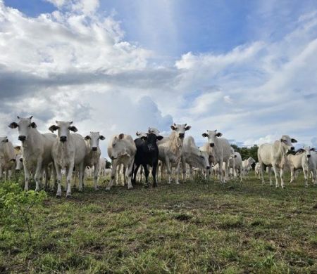 Pastagens degradadas diminuem em MS, mas recuperação ainda é desafio