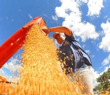 Conab diz que produção de grãos pode chegar a 353,4 mi de toneladas