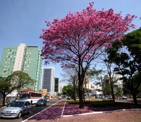 COP15 deve atrair 3 mil delegados de 130 países em Campo Grande