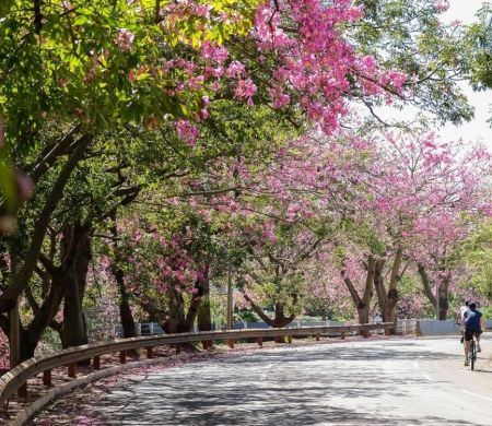 Campo Grande é a Cidade Árvore do Mundo pela 7ª vez&nbsp;