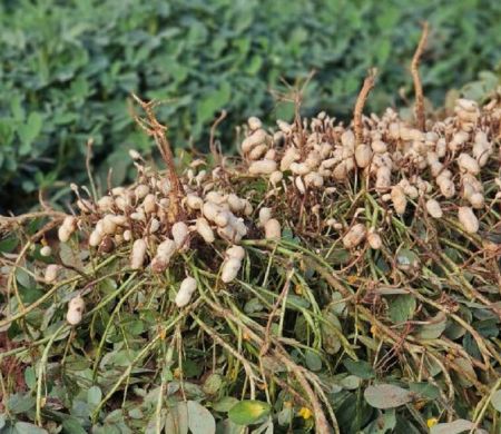 Vale da celulose ganha força e amplia produção com citrus e amendoim&nbsp;