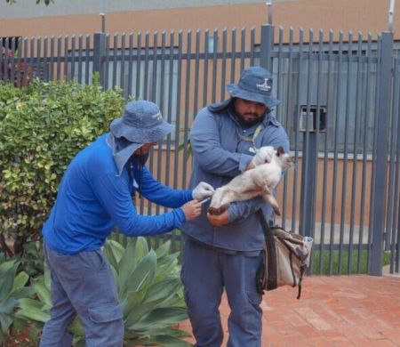 Vacinação antirrábica percorre três regiões de Campo Grande nesta quinta