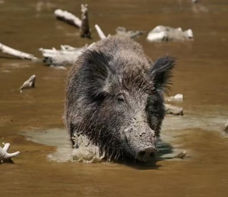 Morte misteriosa perto de córrego pode ter sido causada por javalis