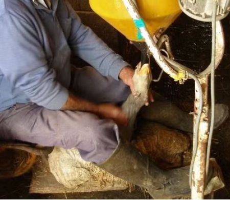 Produção de foie gras é proibida após decisão sobre maus-tratos