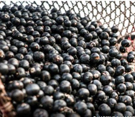 Brasil ganha mercado na China para polpas e frutas congeladas