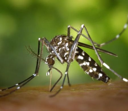 Chikungunya já matou 30 pessoas e soma mais de 10 mil casos em MS