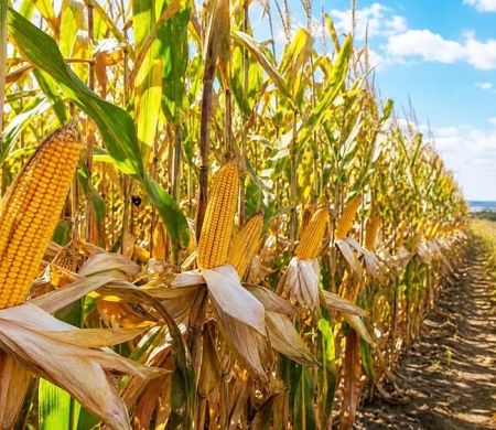 Milho ocupa silos em MS enquanto produtores correm para preparar safra de soja