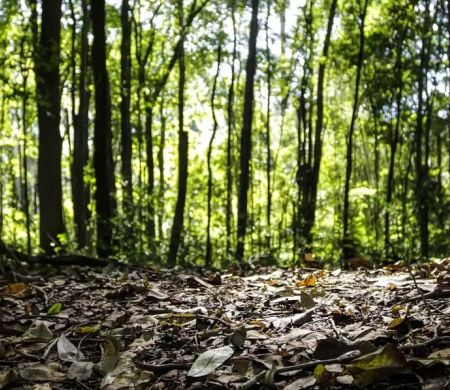 Brasil registra recorde de R$ 47,9 bilhões na produção florestal