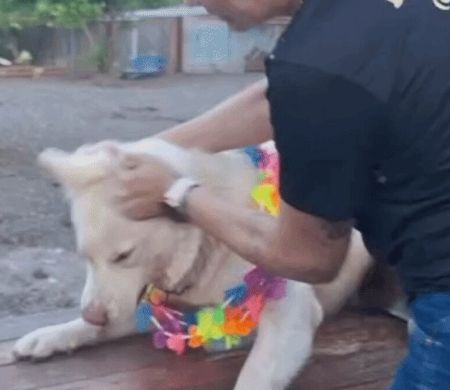 Hotel para pets encerra atividades após vídeos de agressões a cães em Bonito