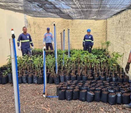 Novas ligações de água e esgoto terão incentivo à arborização em Chapadão&nbsp;