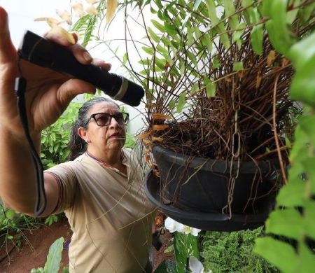 Chikungunya já matou 31 pessoas e infectou mais de 10,8 mil em MS&nbsp;