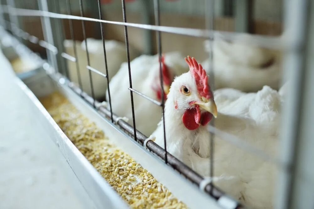 O Brasil, o maior exportador de carne de aves do mundo, enfrentou um surto, mas agora está livre da gripe aviária  (Kalinovskiy/Getty Images)