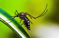 Américas podem registrar pior surto de dengue da história, alerta Opas