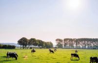 Efeito do clima pode reduzir a produção de carne bovina em até 25% até 2050