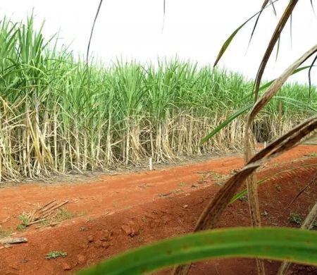 Conab estima produção de 663,4 mi de toneladas de cana na safra 25/26