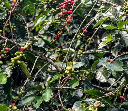 Conab estima safra de café com crescimento de 2,7%, chegando a 56 mi de sacas
