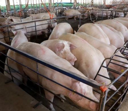 Mato Grosso do Sul abate mais de 3 milhões de suínos em 2024 e projeta expansão do setor