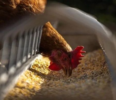 Brasil registra primeiro caso de gripe aviária em granja comercial