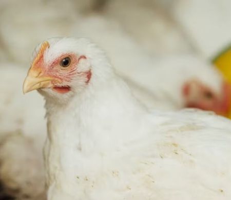 Brasil suspende envio de frango do RS ao mercado internacional
