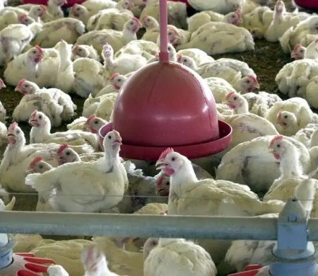 Brasil pode retomar exportações de carne de frango em 28 dias