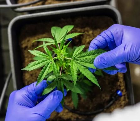 Cultivo de cannabis medicinal pelo agro é destaque em congresso