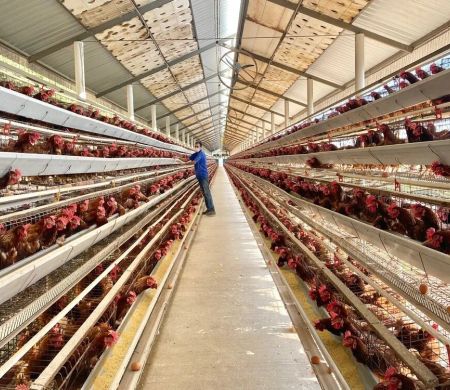 Rússia e mais três países aliviam restrições à carne de frango