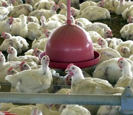 Albânia, Namíbia e Índia suspendem importação de frango do Brasil