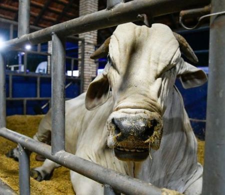 Estado recebe status de área livre de aftosa 