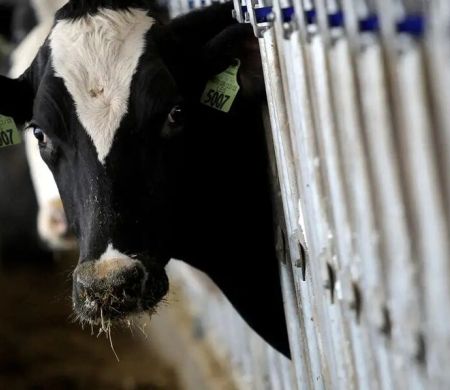 Brasil recebe status internacional como livre de febre aftosa sem vacina