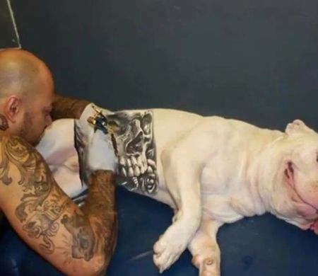 Governo sanciona lei que proíbe tatuagens e piercings em pets 