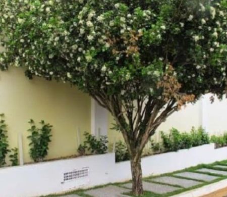 Prefeitura vai multar em até R$ 2 mil quem cultivar a “dama da noite” 