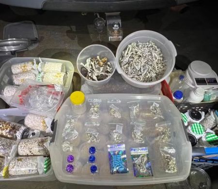 Homem é preso após montar fábrica de cogumelos alucinógenos em casa