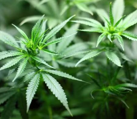 Começa hoje o mutirão para revisar prisões por porte de maconha  