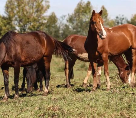 Cerca de 245 equinos são mortos em quatro estados por ração contaminada 