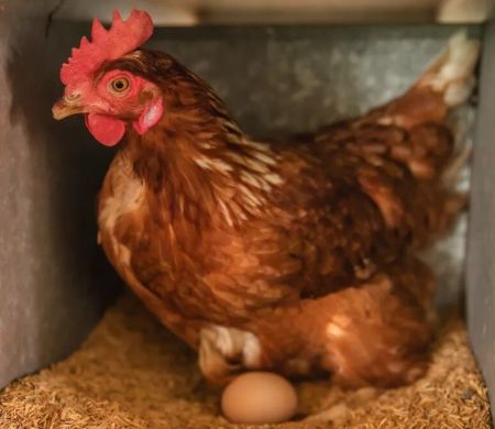 Ceará registra o primeiro foco de gripe aviária em aves domésticas