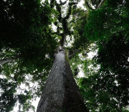 Com 63 vetos, Lula sanciona lei do licenciamento ambiental