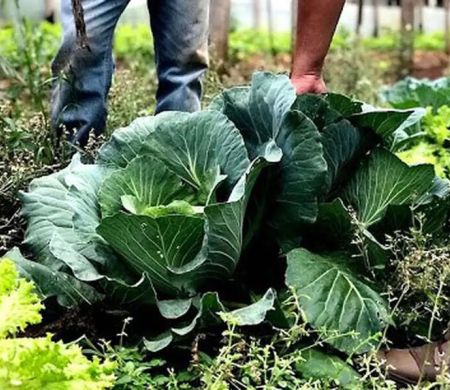BNDES vai destinar R$ 60 mi à agricultura familiar para bioinsumo 