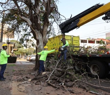 Mutirão em Dourados derruba 400 árvores que ameaçam cair 