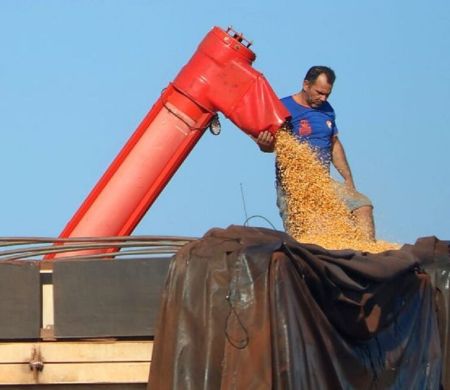MS bate recorde na produção de milho ao superar 14 mi de toneladas 