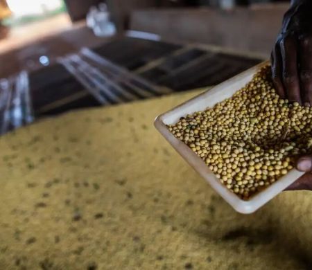 Sorriso, no MT, tem o maior PIB agrícola do país