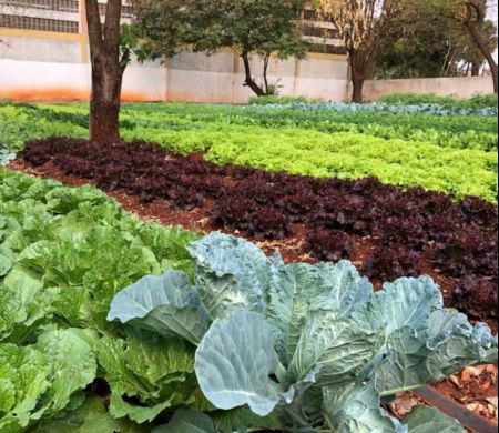 Prefeitura homologa a compra de alimentos da agricultura familiar 